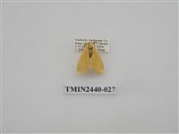 藏品(巨橙苔蛾)的圖片